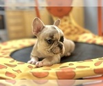 Small #5 French Bulldog