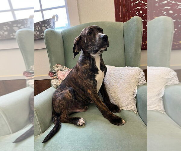 Medium Photo #4 Mutt Puppy For Sale in Osgood, IN, USA