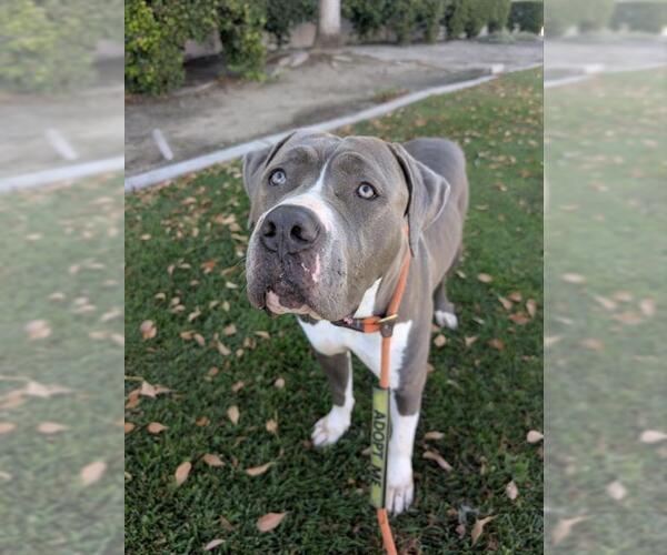 Medium Photo #2 Mutt Puppy For Sale in Redlands, CA, USA