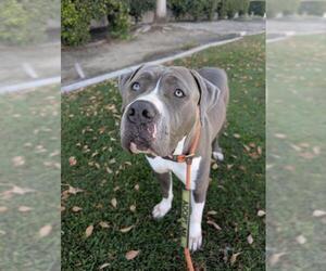 LILLY- IN FOSTER - Female Mutt Dog for Adoption - Photo #2