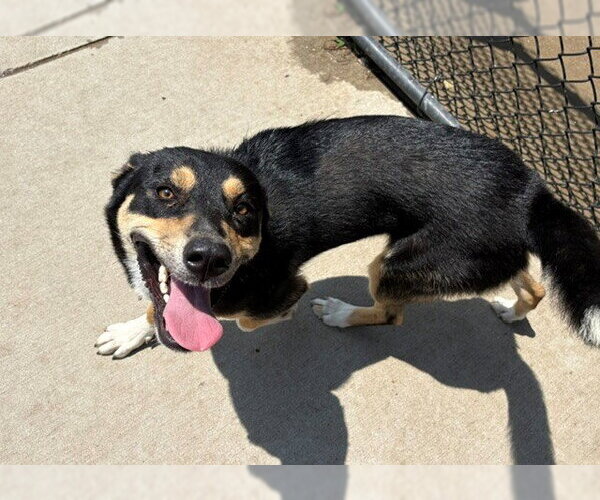 Medium Photo #1 German Shepherd Dog-Unknown Mix Puppy For Sale in Tulsa, OK, USA