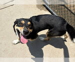 Small German Shepherd Dog Mix