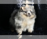 Puppy Elliot AKC Pomeranian