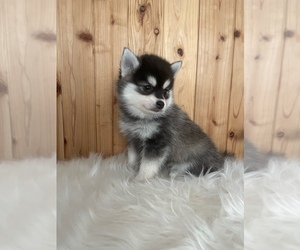 Alaskan Klee Kai-Pomsky Mix Puppy for sale in STAPLES, MN, USA
