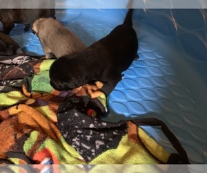 Irish Wolfhound Puppy for sale in BOUCKVILLE, NY, USA