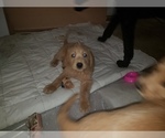 Small Photo #19 Labradoodle Puppy For Sale in WASHOUGAL, WA, USA