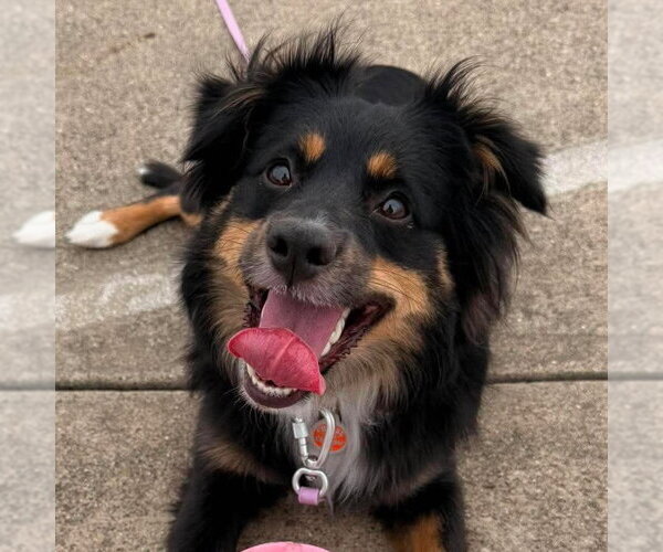 Medium Photo #4 Australian Shepherd-Unknown Mix Puppy For Sale in Canton, CT, USA