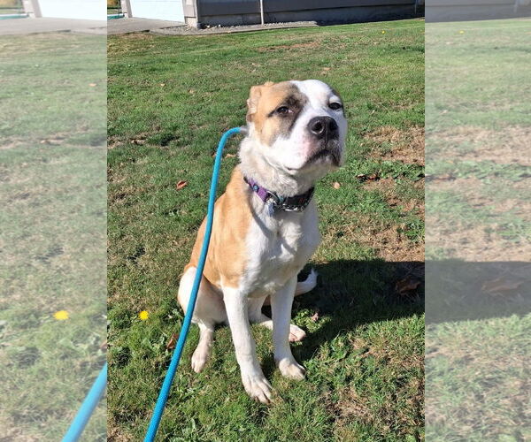 Medium Photo #1 Great Pyrenees-Unknown Mix Puppy For Sale in Bellevue, WA, USA