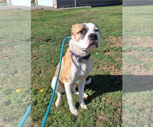 Great Pyrenees-Unknown Mix Dogs for adoption in Bellevue, WA, USA
