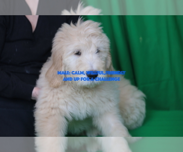 Medium Photo #12 Goldendoodle Puppy For Sale in HACKENSACK, NJ, USA