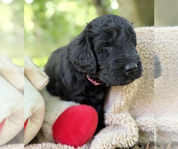 Medium Photo #62 Goldendoodle Puppy For Sale in PIERSON, FL, USA
