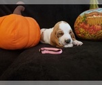 Small Photo #31 Basset Hound Puppy For Sale in CLAREMORE, OK, USA