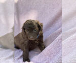 Puppy 2 Aussiedoodle Miniature 