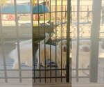 Small Photo #5 Great Pyrenees Puppy For Sale in Bountiful, UT, USA