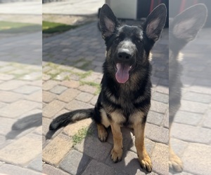 German Shepherd Dog Puppy for sale in NORTH LAS VEGAS, NV, USA