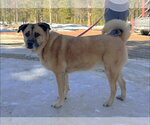 Small #1 Anatolian Shepherd Mix