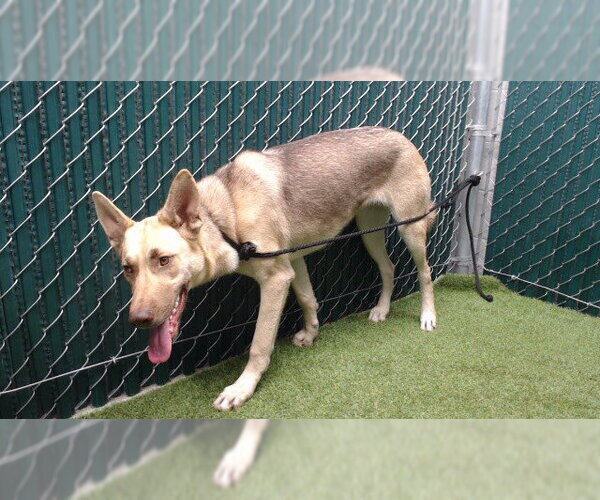 Medium Photo #1 German Shepherd Dog Puppy For Sale in Downey, CA, USA