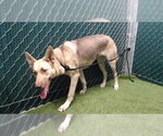 VENUS - Female German Shepherd Dog Dog for Adoption - Small photo