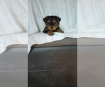 Puppy Lucy Yorkshire Terrier