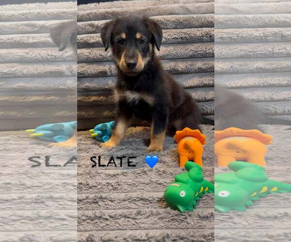 Medium Photo #1 Golden Retriever-Unknown Mix Puppy For Sale in Turlock, CA, USA