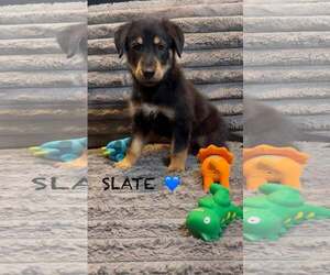 Golden Retriever-Unknown Mix Dogs for adoption in Turlock, CA, USA