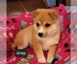 Small Photo #1 Imo-Inu Puppy For Sale in BERESFORD, SD, USA