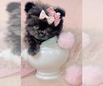 Small Photo #34 Pomeranian Puppy For Sale in WEST PALM BEACH, FL, USA