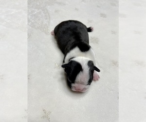 Boston Terrier Puppy for sale in WASHBURN, MO, USA