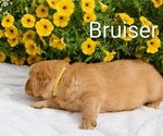 Small #5 Golden Retriever