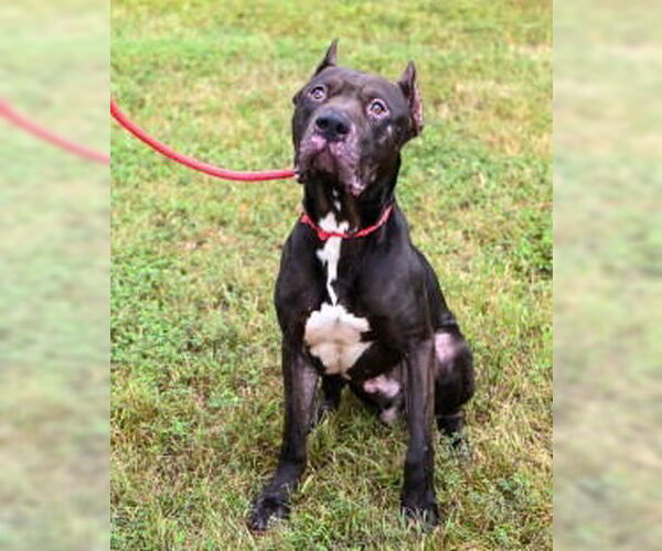 Medium Photo #21 Mastiff-Unknown Mix Puppy For Sale in Glen Allen, VA, USA