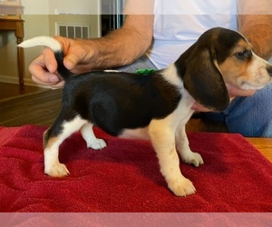 Beagle Puppy for sale in BOWLING GREEN, KY, USA