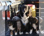 Small #10 Australian Shepherd
