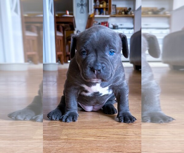 Full screen Photo #1 American Bully Puppy For Sale in ROCK SPRINGS, WY, USA