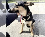 Small German Shepherd Dog