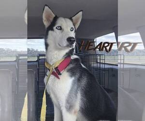 Siberian Husky Dogs for adoption in Severn, MD, USA