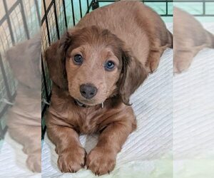 Dachshund Puppy for sale in NORCO, CA, USA