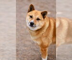 Small #6 Shiba Inu Mix