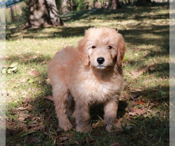 Medium Photo #2 Goldendoodle Puppy For Sale in BRIGHTON, MO, USA