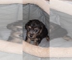 Puppy Duke Yorkshire Terrier