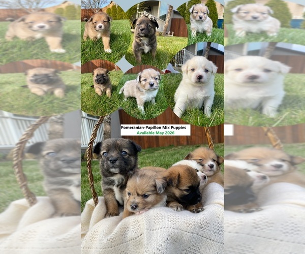 Medium Photo #1 Paperanian Puppy For Sale in PORTLAND, OR, USA