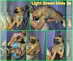 Puppy Light Green Yorkshire Terrier