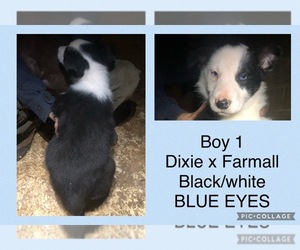Border Collie Dog for Adoption in LEXINGTON, Virginia USA