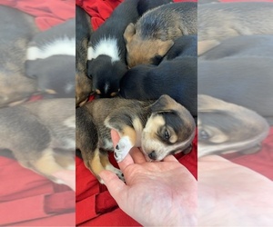Bagle Hound-Miniature American Shepherd Mix Dogs for adoption in VAN BUREN, MO, USA