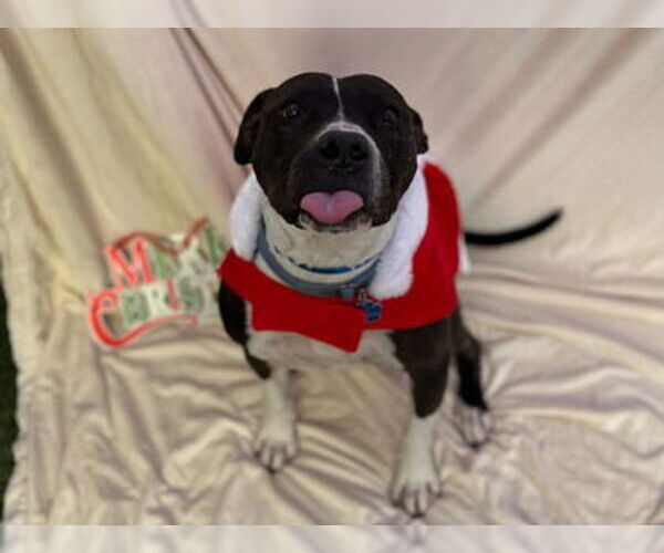 Medium Photo #2 American Pit Bull Terrier-Unknown Mix Puppy For Sale in Chandler, AZ, USA