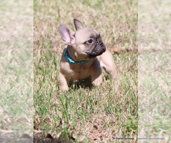 Medium Photo #3 French Bulldog Puppy For Sale in WINNSBORO, TX, USA