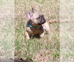 Small #2 French Bulldog
