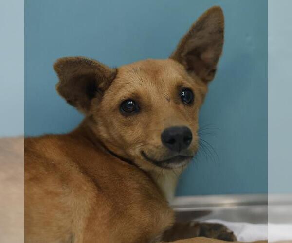 Medium Photo #1 Chihuahua-Unknown Mix Puppy For Sale in San Antonio, TX, USA