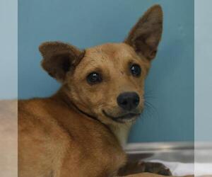 Chihuahua-Unknown Mix Dogs for adoption in San Antonio, TX, USA