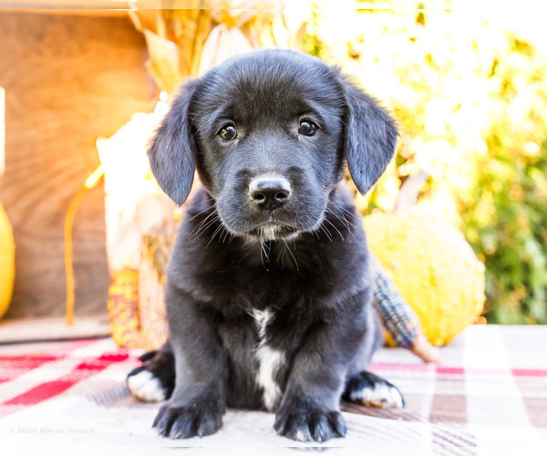 Medium Photo #1 Golden Retriever-Pembroke Welsh Corgi Mix Puppy For Sale in WAKARUSA, IN, USA