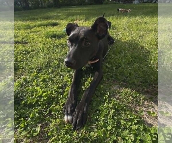 Medium Photo #2 Mutt Puppy For Sale in Coldwater, MI, USA